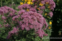 Großer Garten-Wasserdost „Riesenschirm“