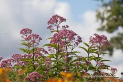 Großer Garten-Wasserdost „Riesenschirm“ -Garten- Und Outdoor-Geschäfte P2001544 3 800x800