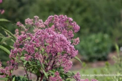 Großer Garten-Wasserdost „Riesenschirm“ -Garten- Und Outdoor-Geschäfte P2001544 4 800x800
