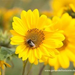 Garten-Stauden-Sonnenblume „Capenoch Star“ -Garten- Und Outdoor-Geschäfte P2001946 5 800x800
