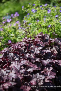 Kleinblütiges Silberglöckchen „Plum Pudding“ -R-