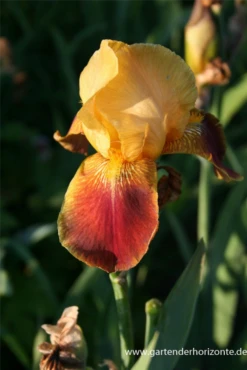 Hohe Bartiris „Natchez Trace“