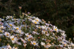 Garten-Schönaster „Madiva“