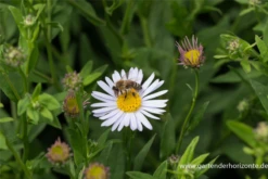 Garten-Schönaster „Madiva“ -Garten- Und Outdoor-Geschäfte P2002692 3 800x800