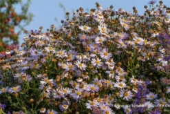 Garten-Schönaster „Madiva“ -Garten- Und Outdoor-Geschäfte P2002692 4 800x800