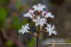 Fieberklee -Garten- Und Outdoor-Geschäfte P2003054 3 800x800