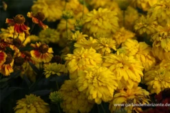 Geschlitztblättriger Sonnenhut „Goldquelle“ -Garten- Und Outdoor-Geschäfte P2003998 3 800x800