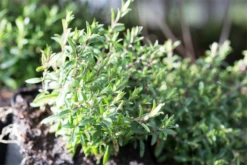 Berg-Sandkraut „Blizzard Compact“