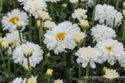 Neue Produkte -Garten- Und Outdoor-Geschäfte P3001690 3 800x800