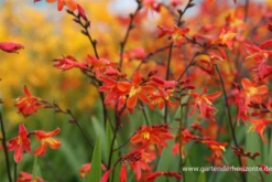 Montbretie „Carmine Brilliant“