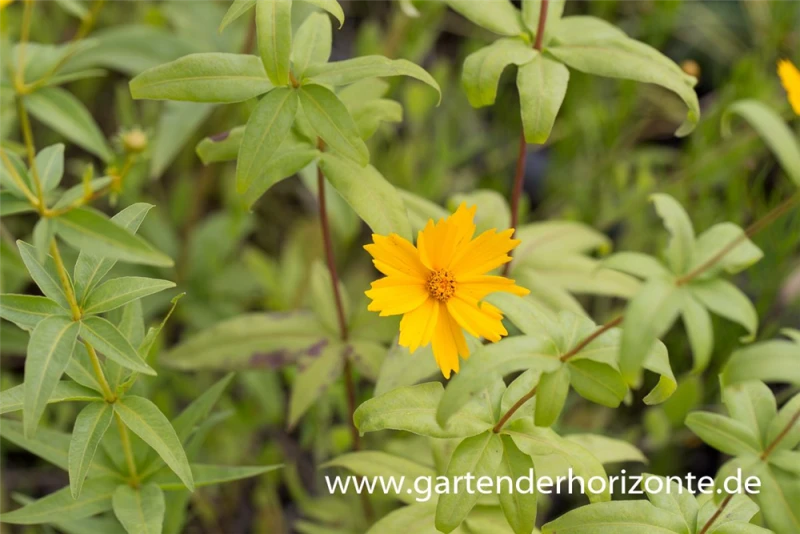 Größeres Mädchenauge 3 Größeres Mädchenauge