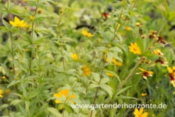 Größeres Mädchenauge 7 Größeres Mädchenauge -Garten- Und Outdoor-Geschäfte P3002879 2 800x800