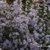 Garten-Schleier-Aster „Photograph“