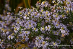 Garten-Schleier-Aster „Photograph“ -Garten- Und Outdoor-Geschäfte P3003714 3 800x800