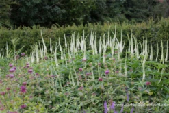 Asiatischer Kandelabereherenpreis „Apollo White“