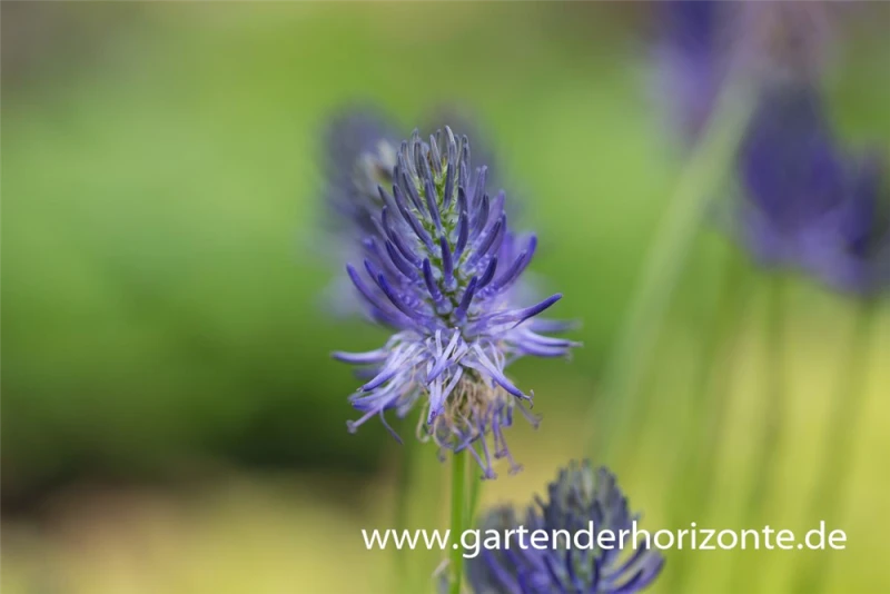 Betonien-Teufelskralle 3 Betonien-Teufelskralle